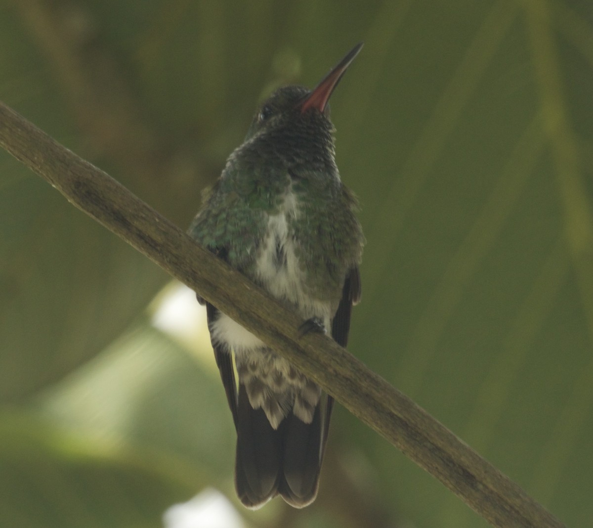 Glittering-throated Emerald - Randy Bumbury