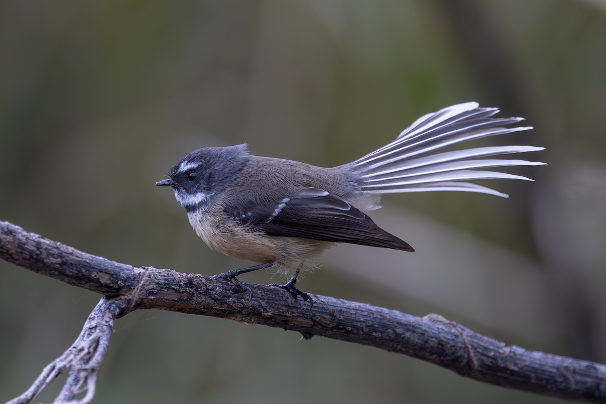 New Zealand Fantail - ML617818164