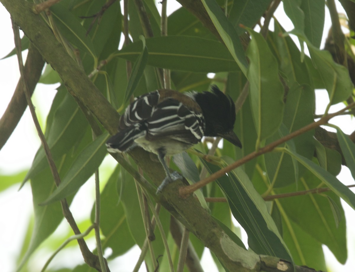 Black-crested Antshrike - ML617818171