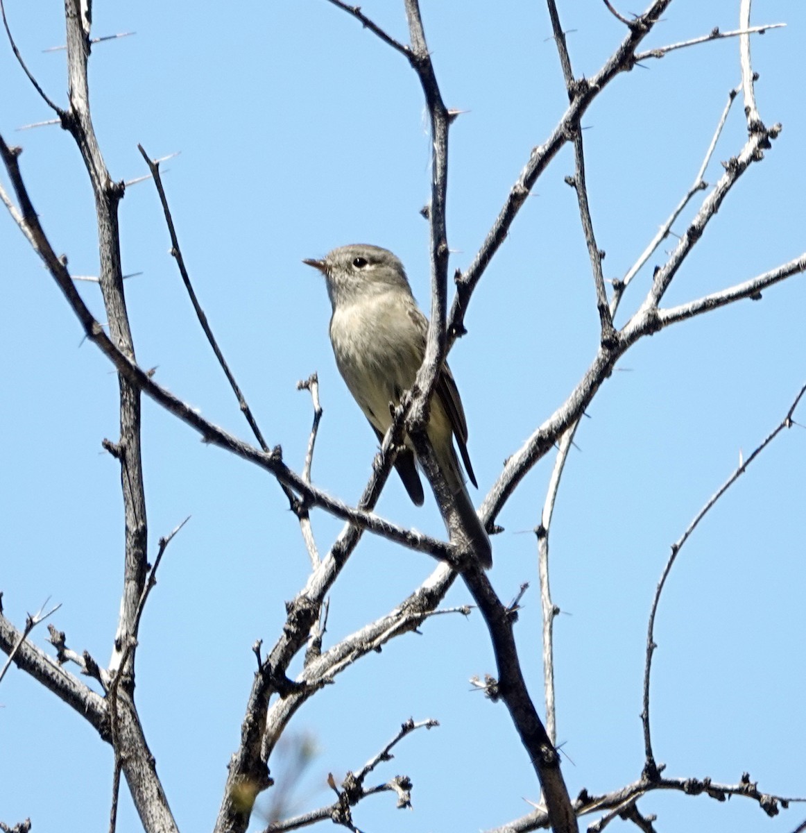 Hammond's Flycatcher - Mark Nikas