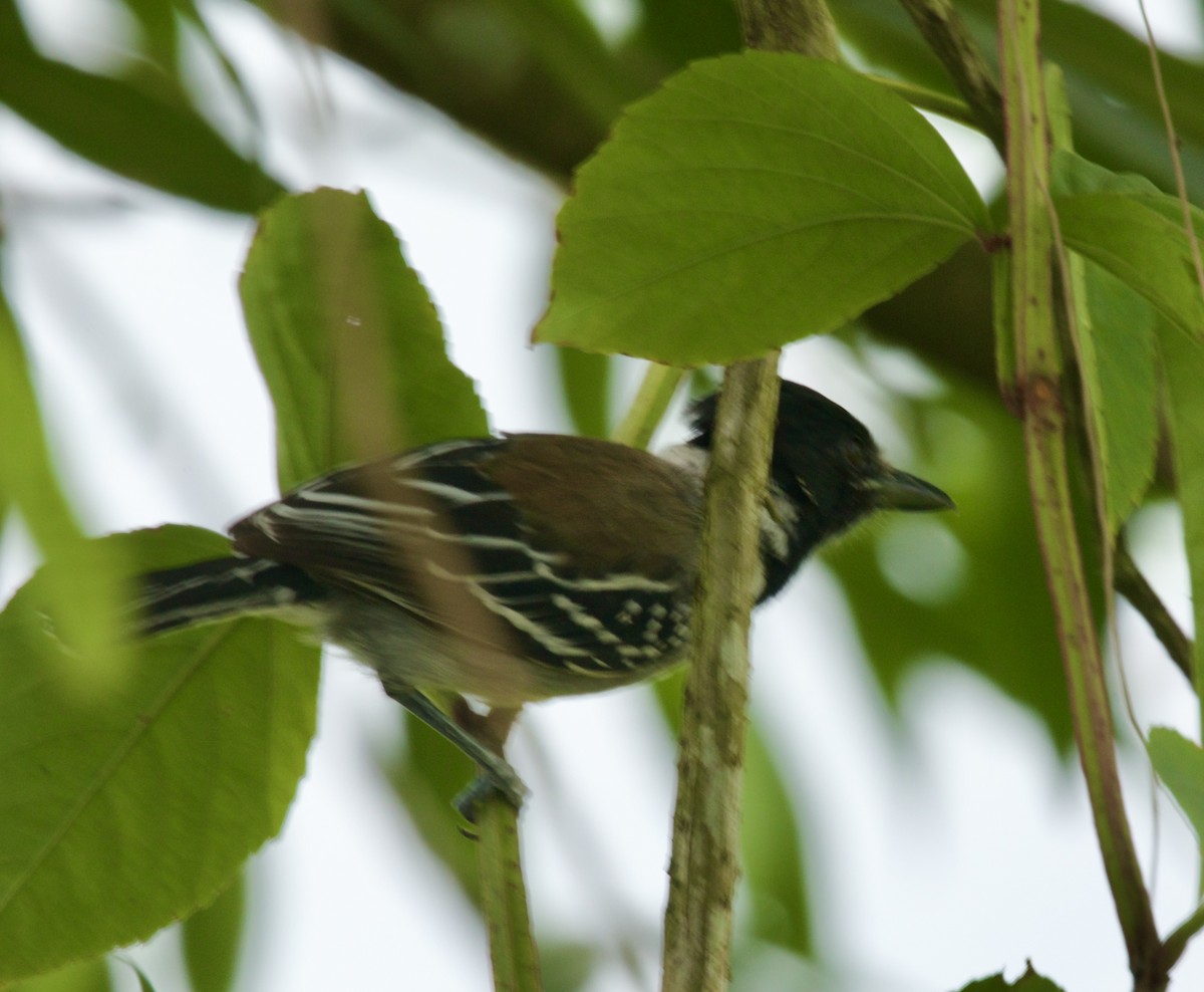 Black-crested Antshrike - Randy Bumbury