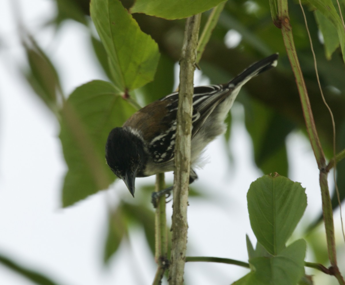 Black-crested Antshrike - ML617818193