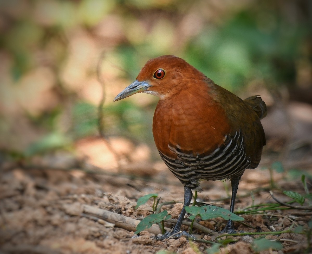 Slaty-legged Crake - ML617818195