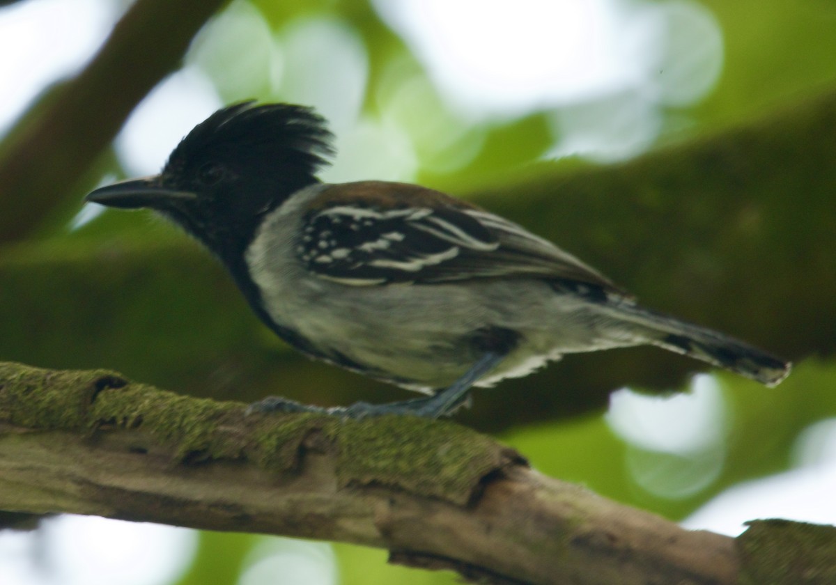 Black-crested Antshrike - ML617818197