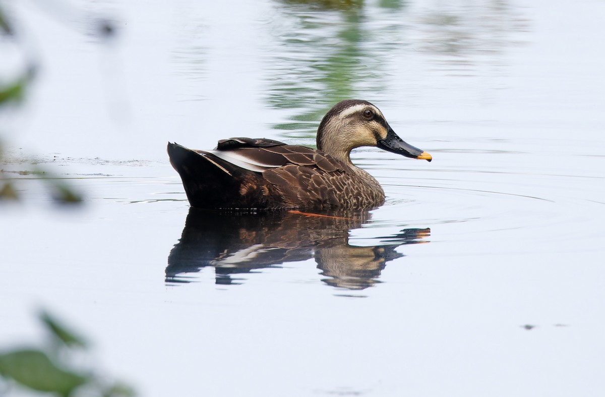 Eastern Spot-billed Duck - ML617818205