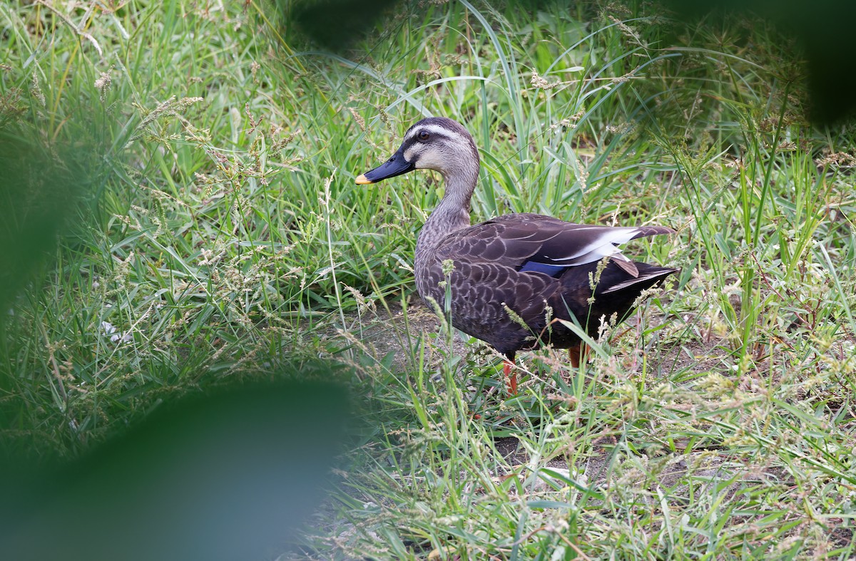 Eastern Spot-billed Duck - ML617818206