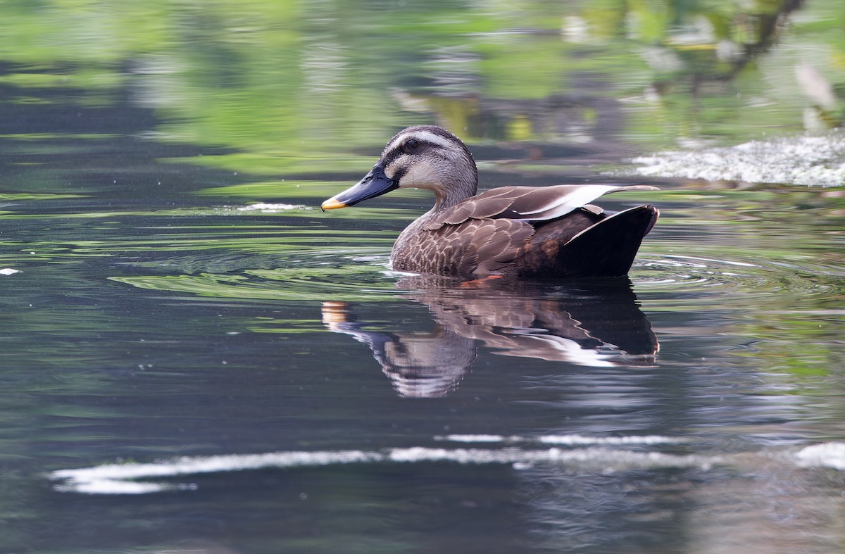 Eastern Spot-billed Duck - ML617818207