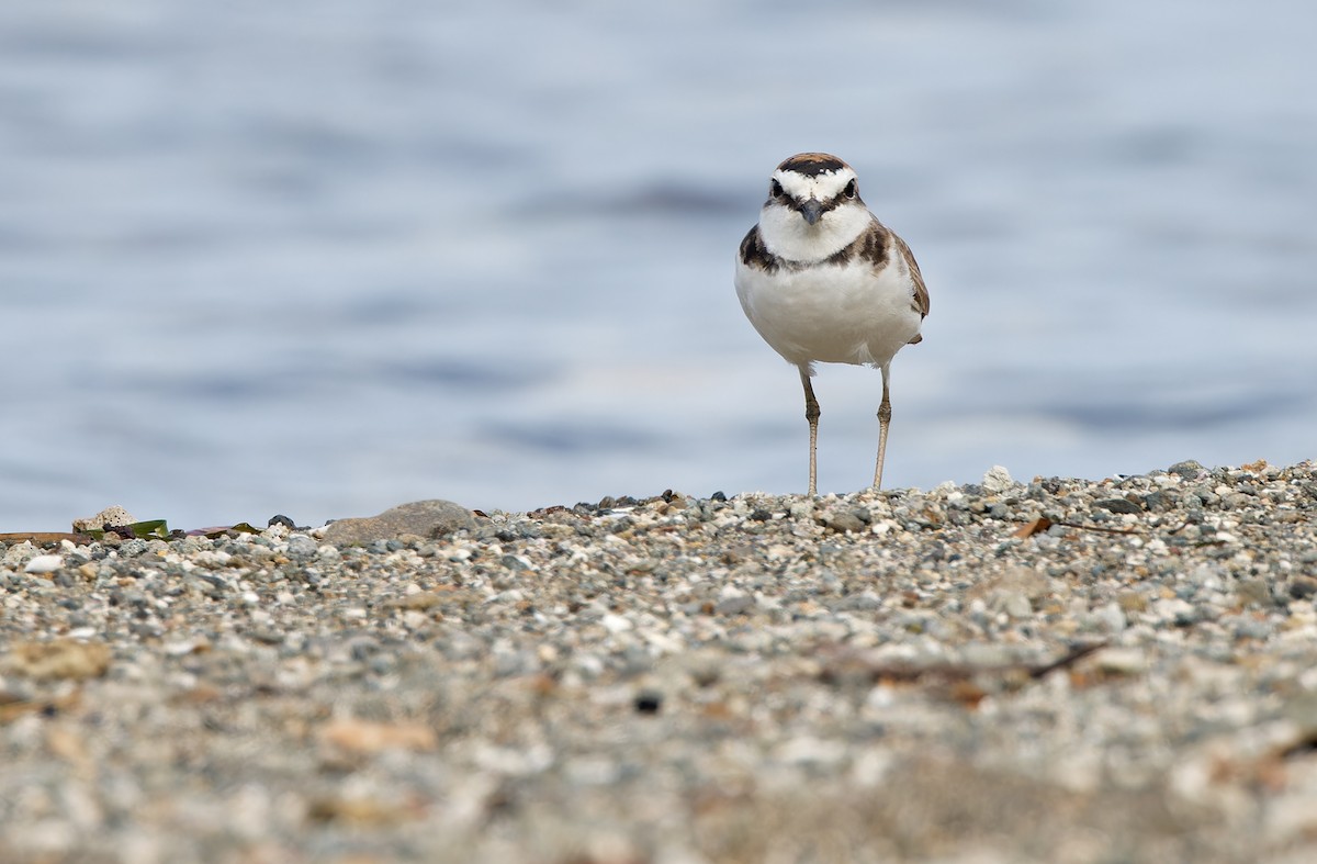 Kentish Plover - ML617818211