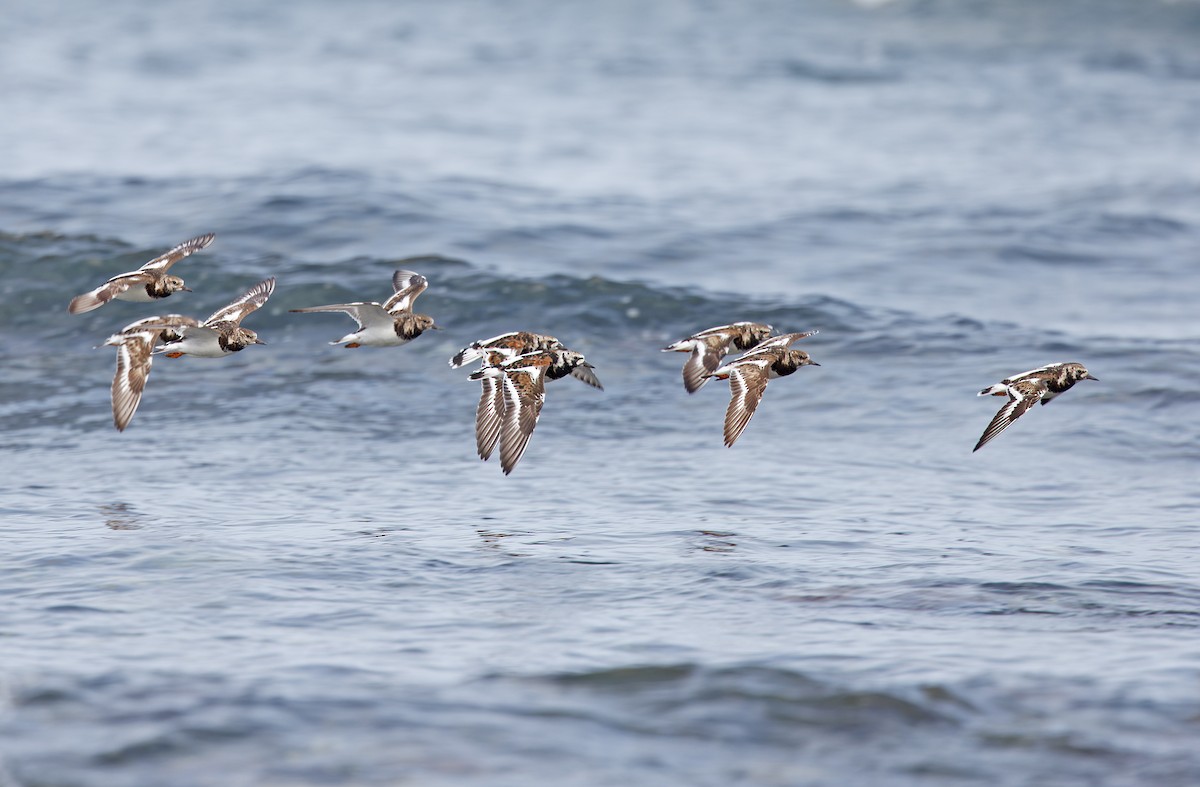 Ruddy Turnstone - ML617818220