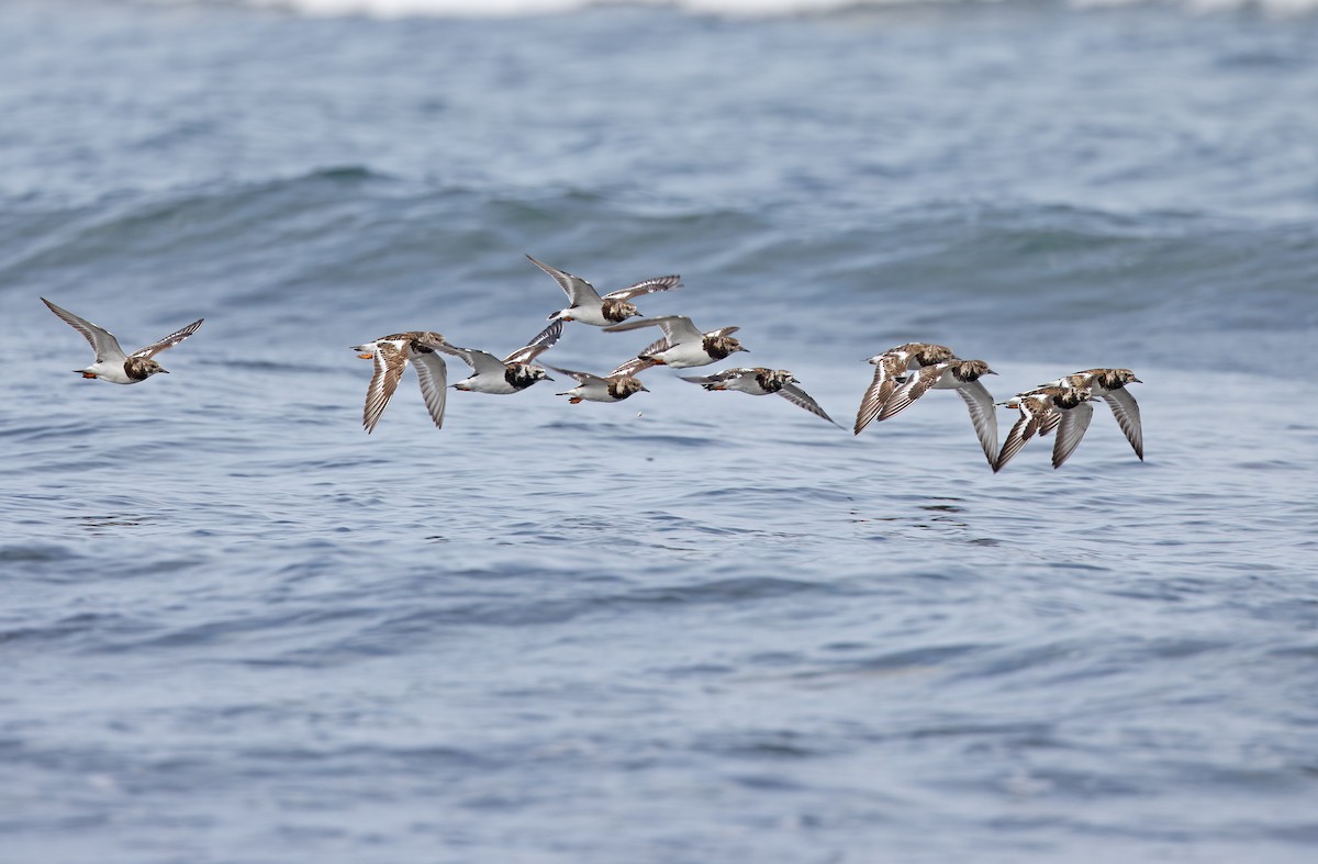 Ruddy Turnstone - ML617818221