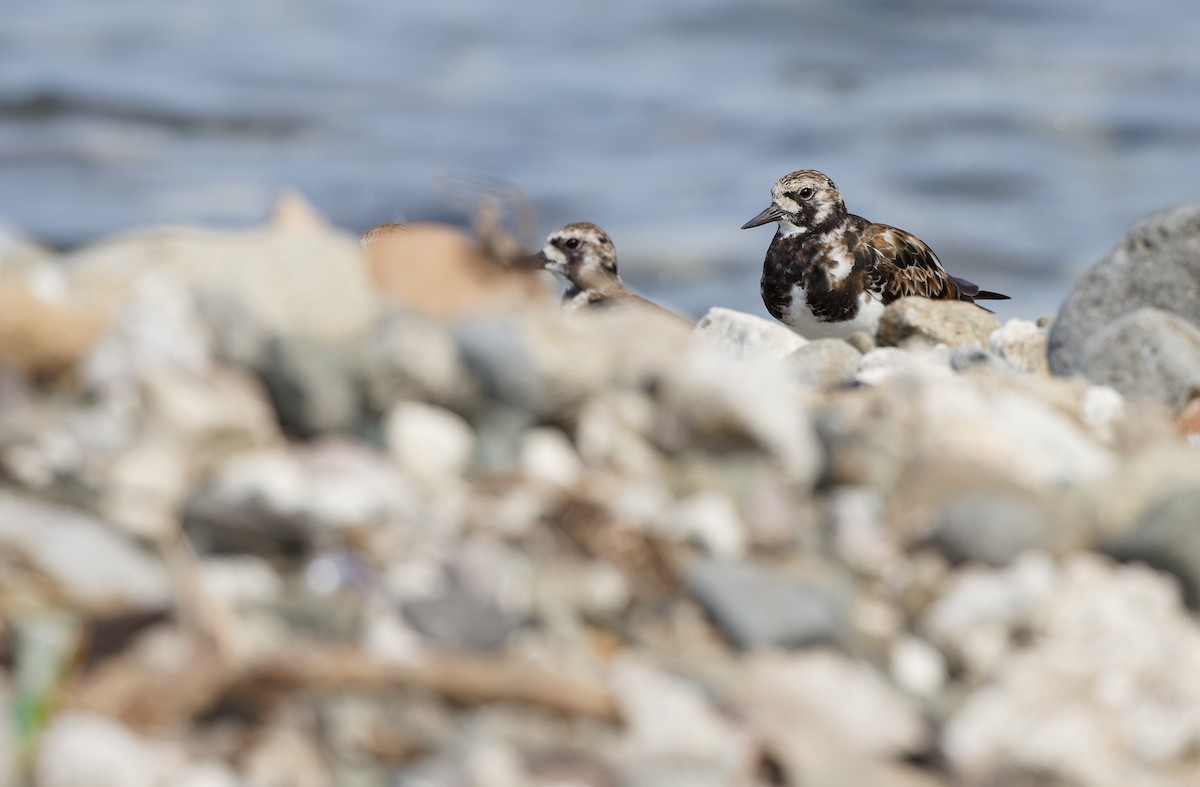 Ruddy Turnstone - ML617818223