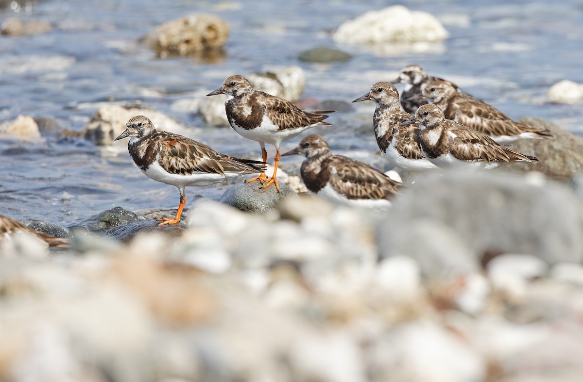 Ruddy Turnstone - ML617818226