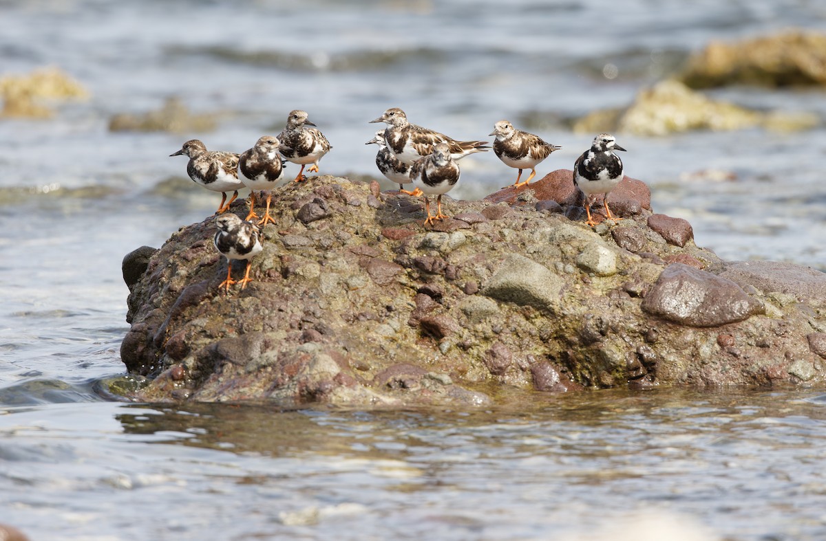 Ruddy Turnstone - ML617818229