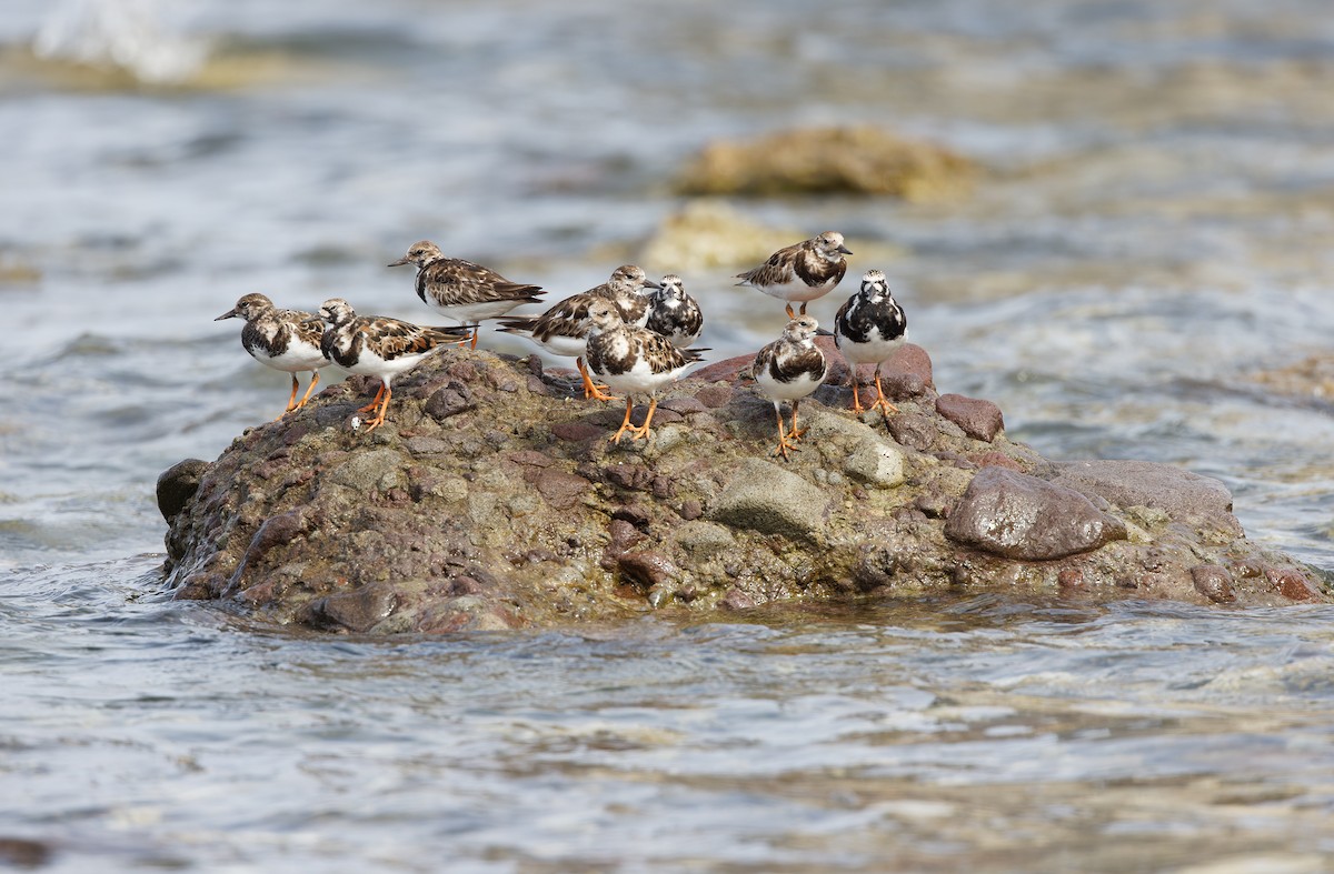 Ruddy Turnstone - ML617818231