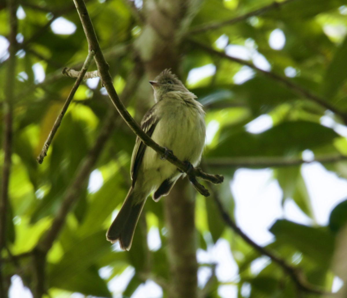 Northern Mouse-colored Tyrannulet - Randy Bumbury