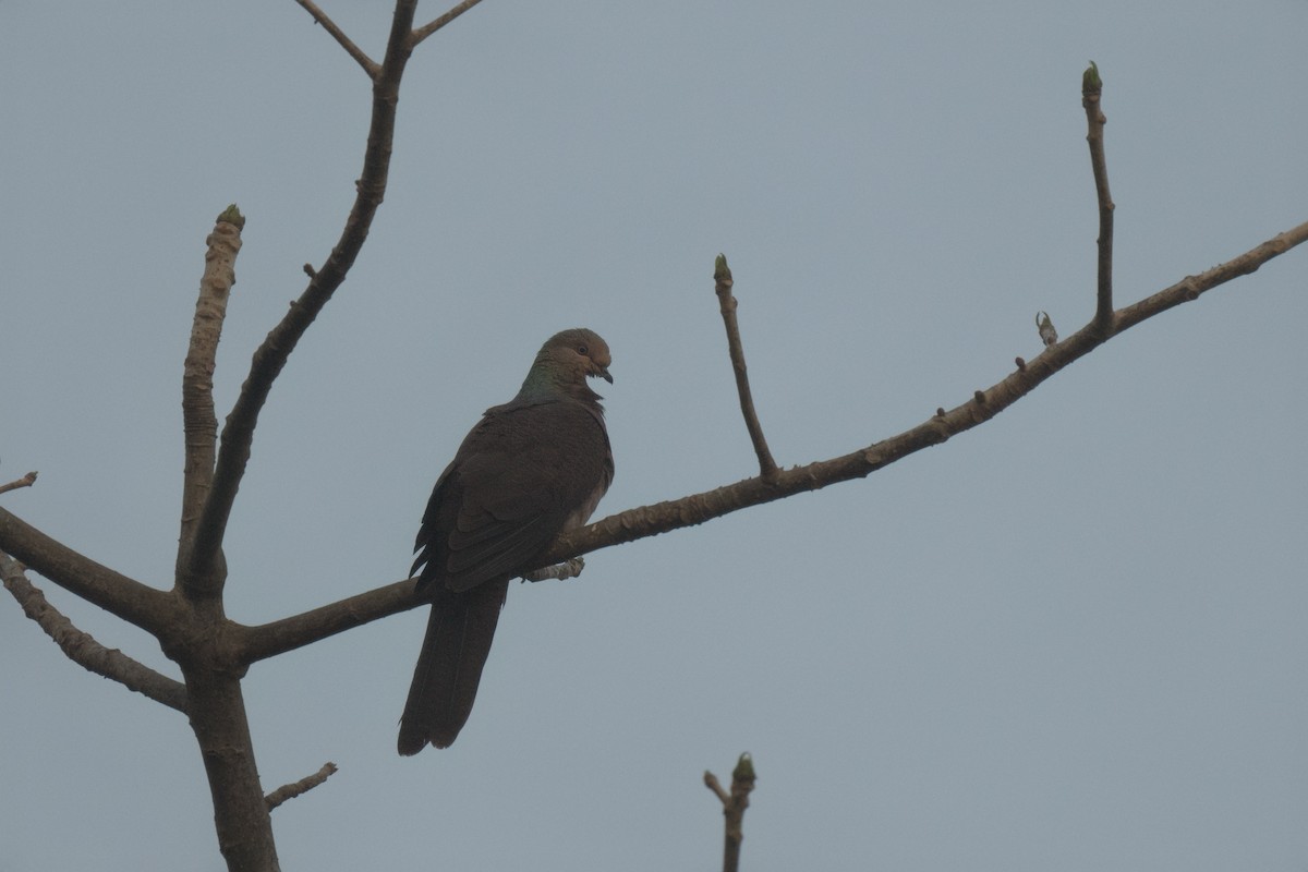 Barred Cuckoo-Dove - ML617818244