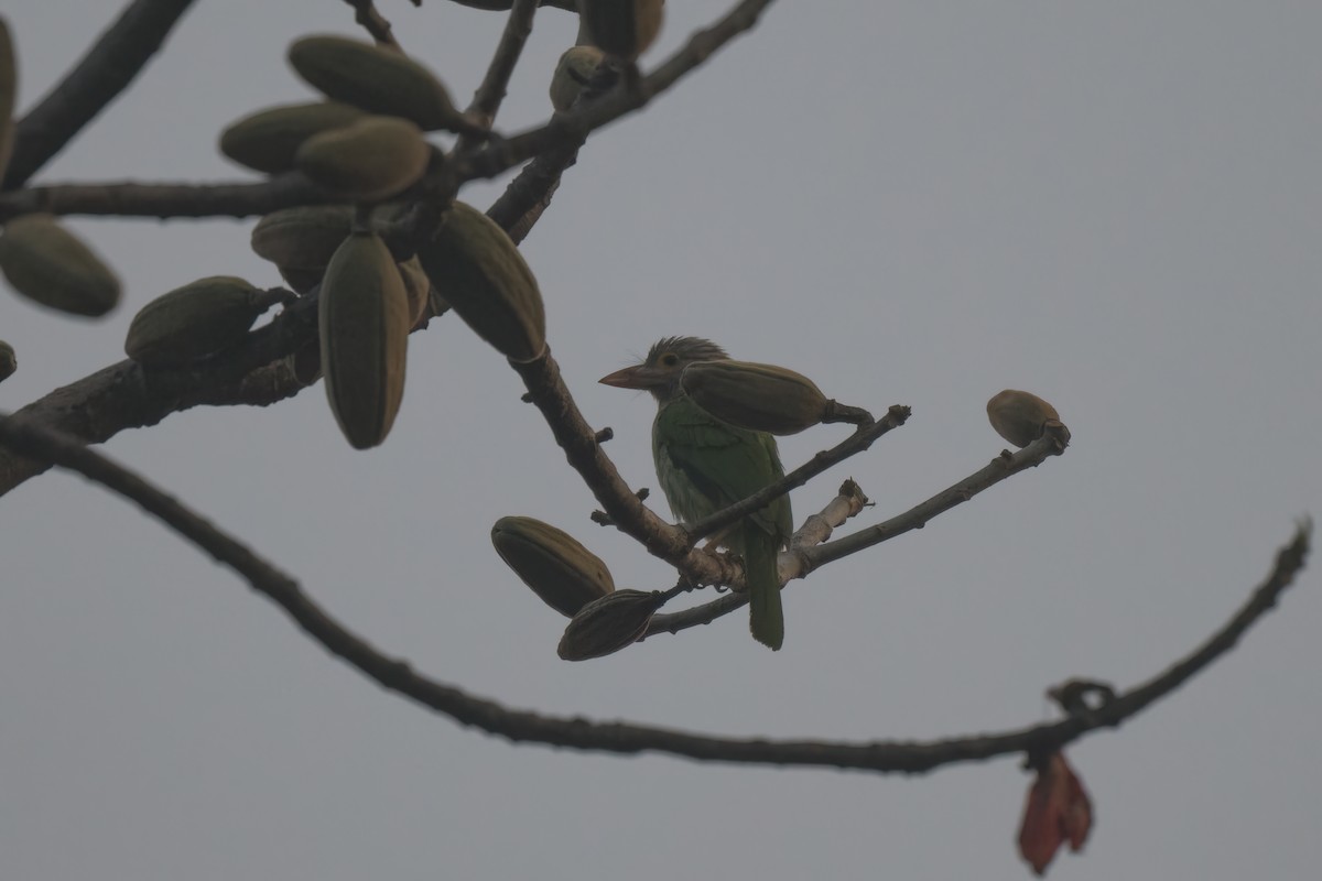 Lineated Barbet - ML617818250