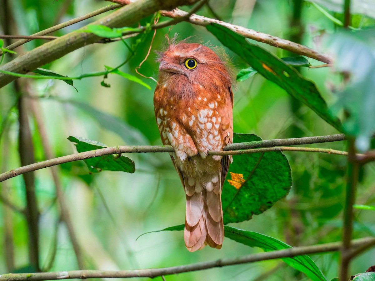 Sumatran Frogmouth - ML617818264