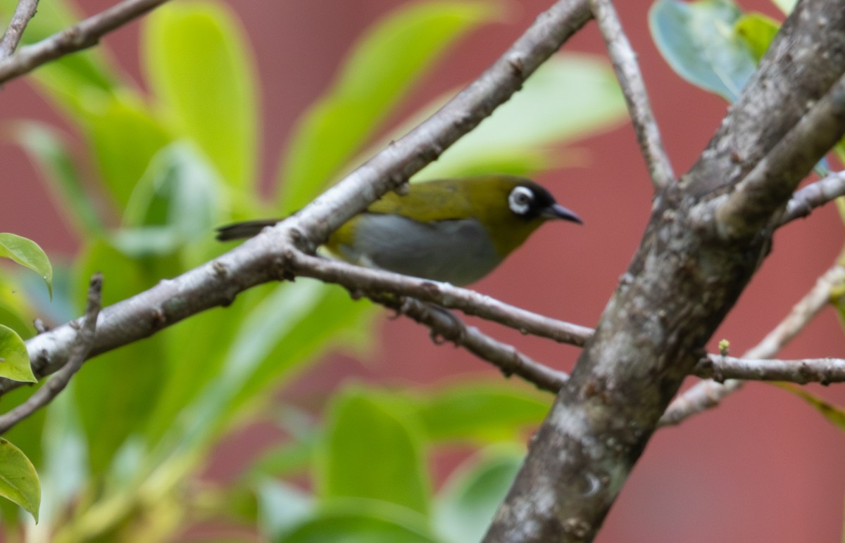 Black-capped White-eye - ML617818281