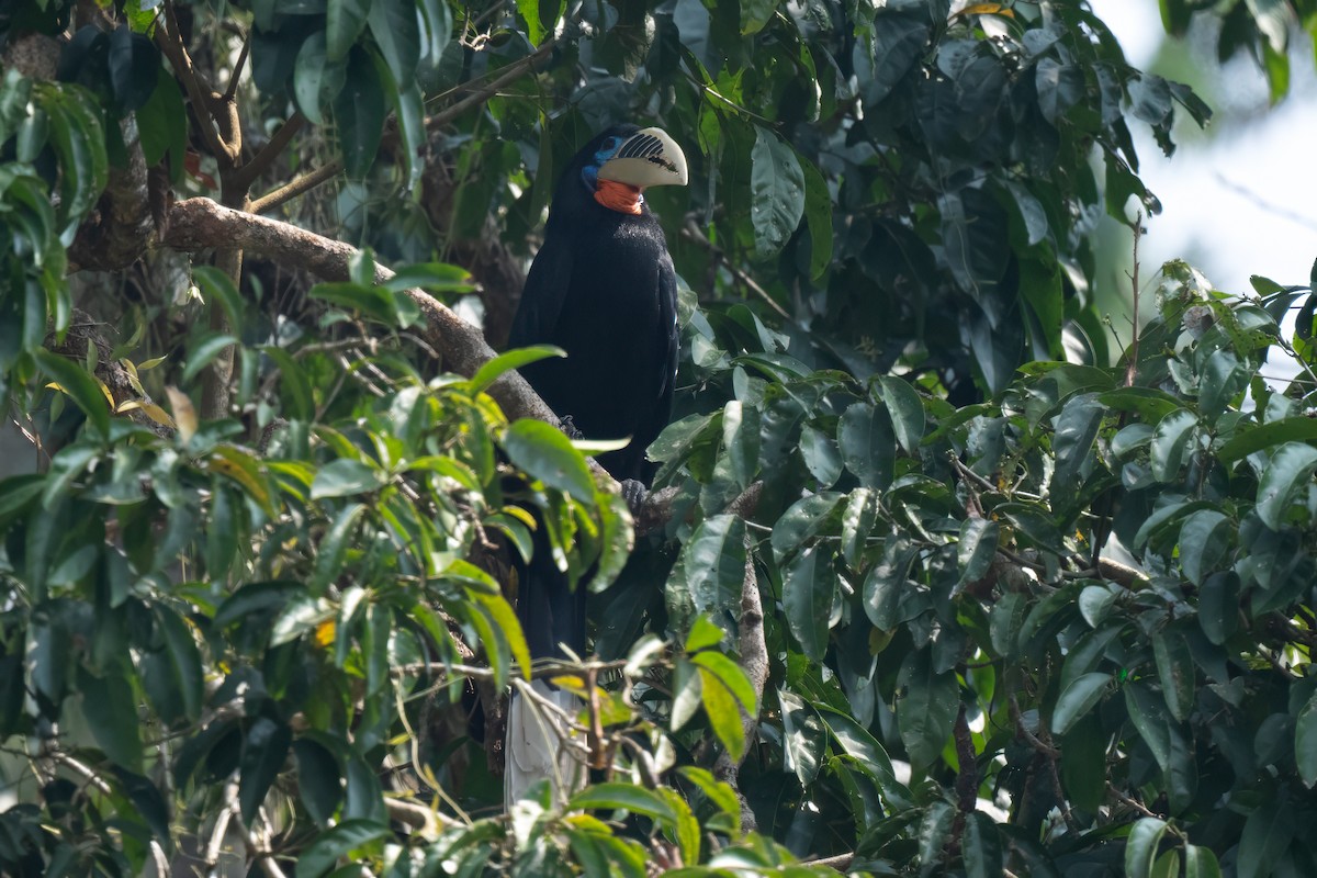 Rufous-necked Hornbill - ML617818308