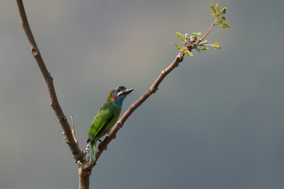 Blue-eared Barbet - ML617818314