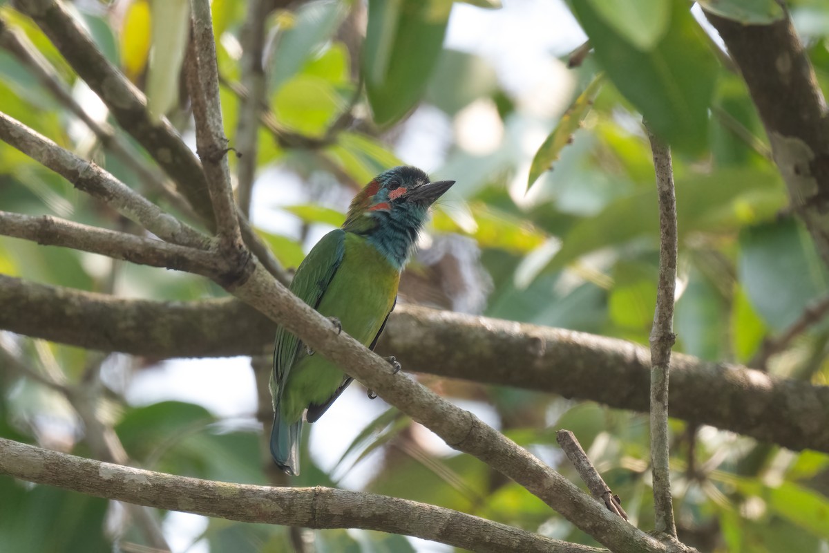 Blue-eared Barbet - ML617818315