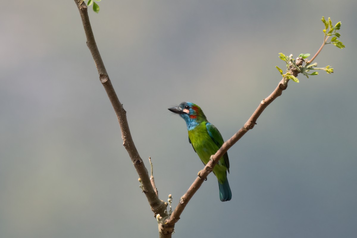 Blue-eared Barbet - ML617818316