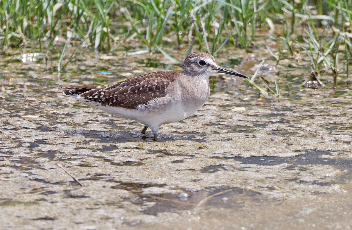 Wood Sandpiper - ML617818317