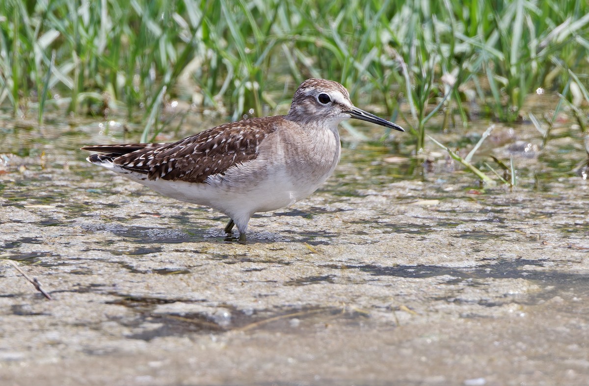 Wood Sandpiper - ML617818318