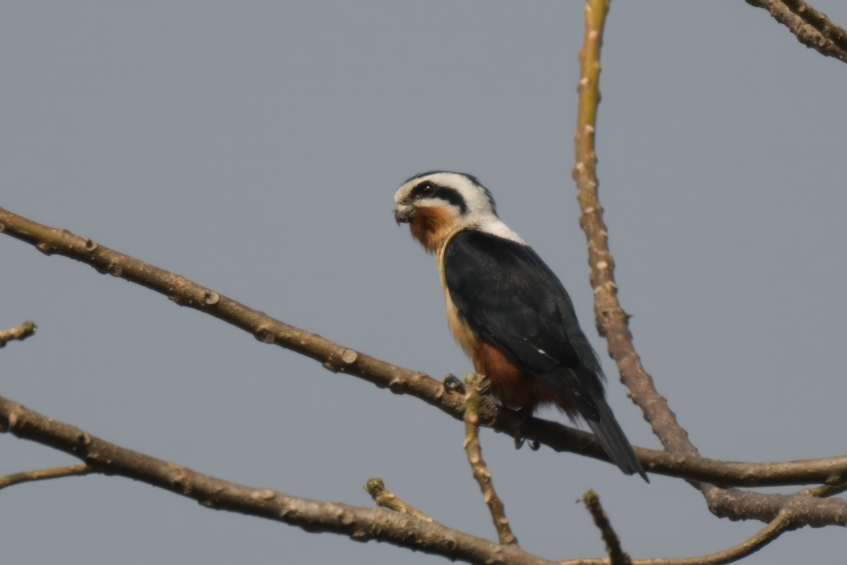 Collared Falconet - ML617818320