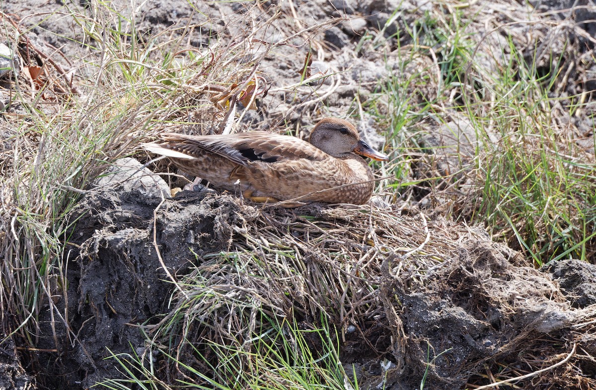 Gadwall - ML617818322