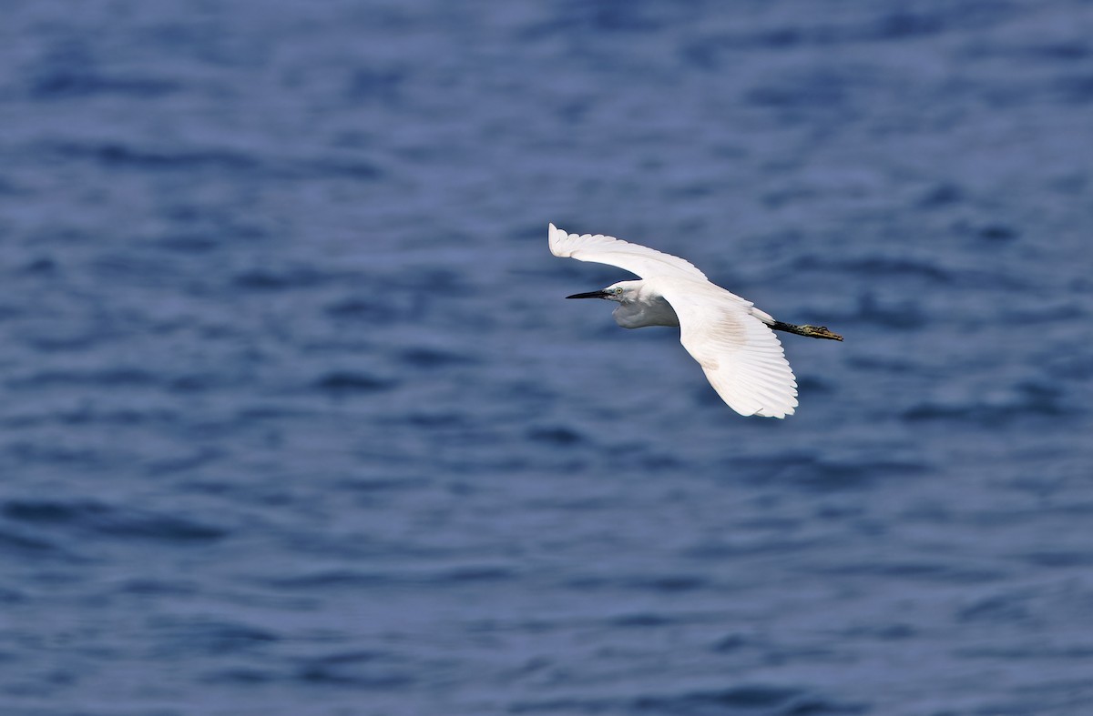 Little Egret - ML617818324