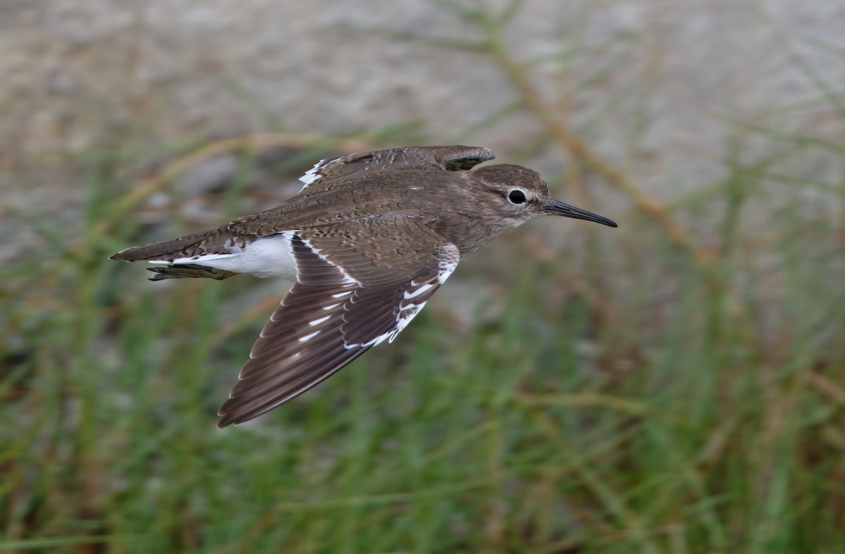 Common Sandpiper - ML617818325