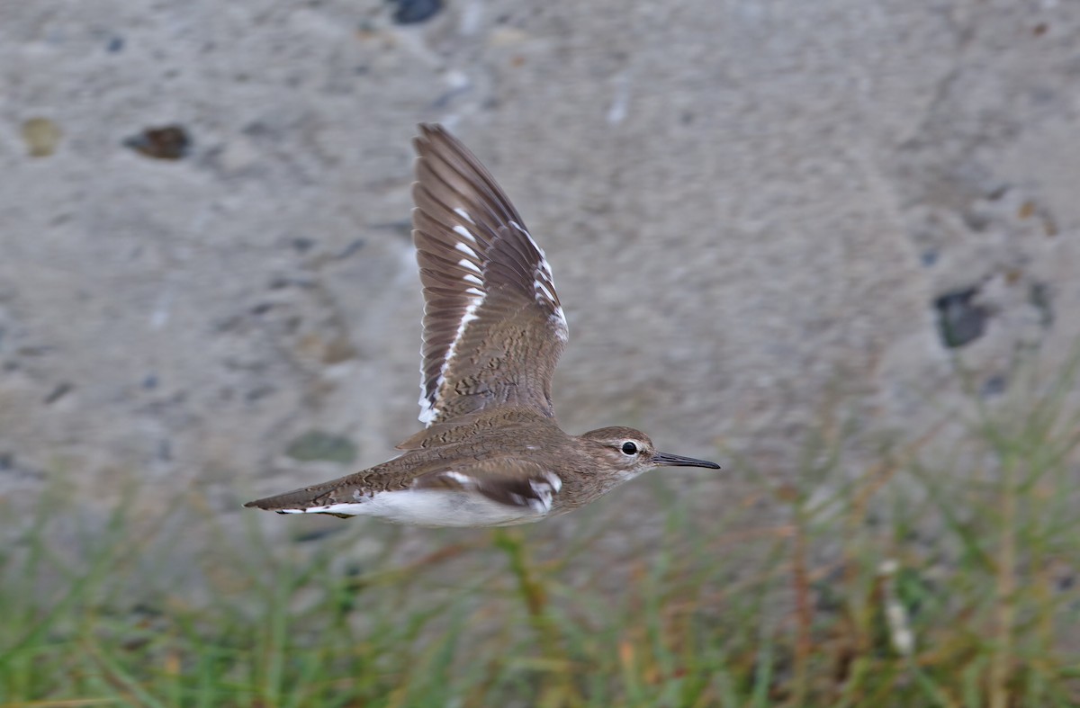 Common Sandpiper - ML617818326