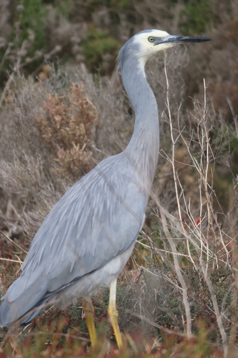 White-faced Heron - ML617818331