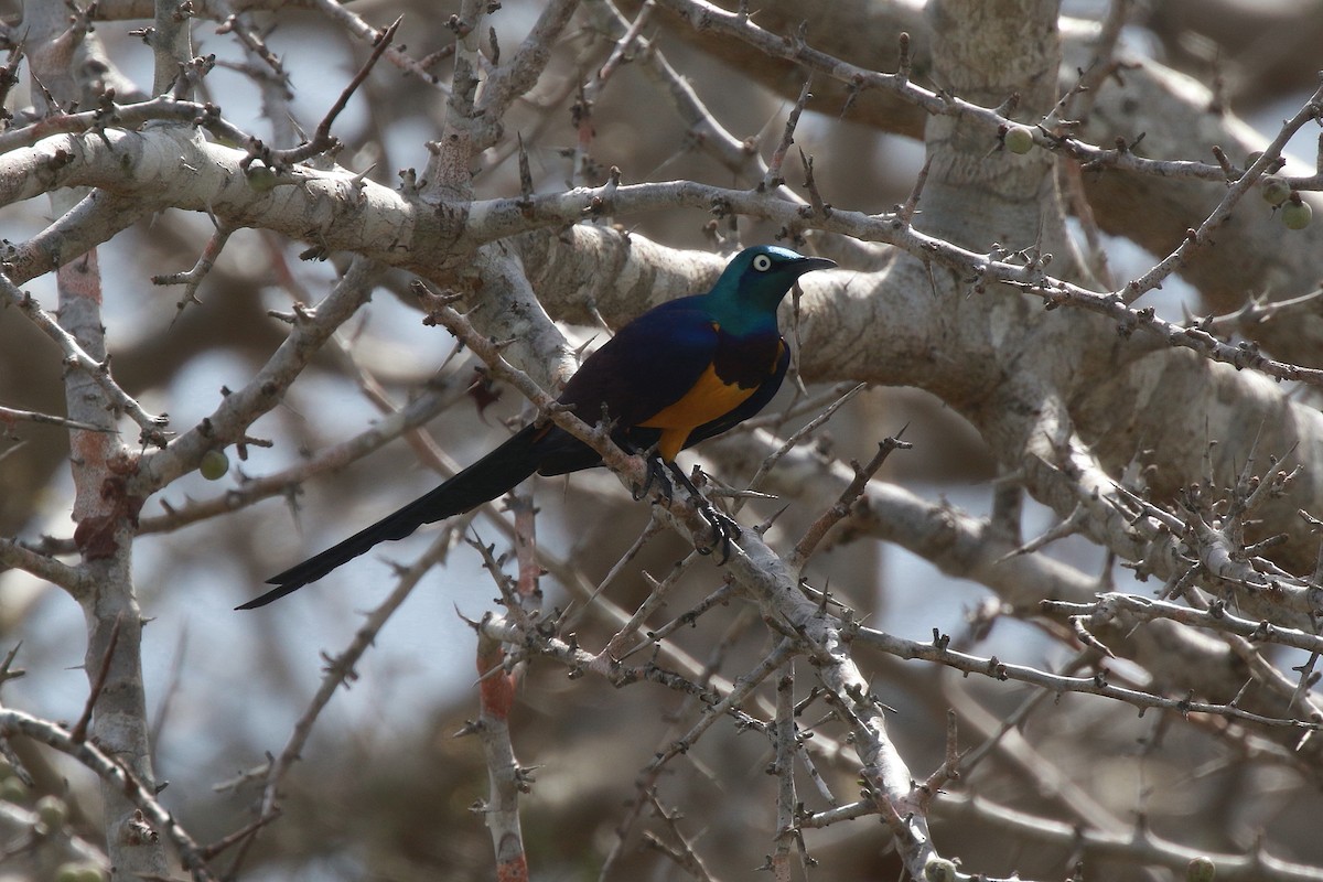 Golden-breasted Starling - ML617818335