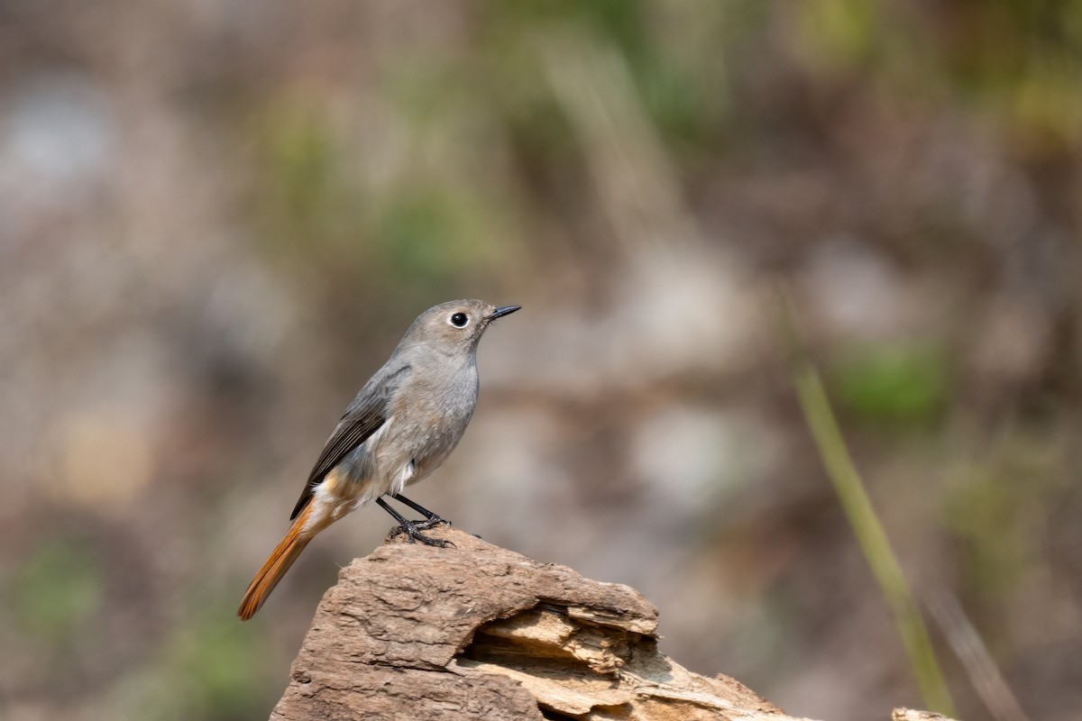 Black Redstart - ML617818337