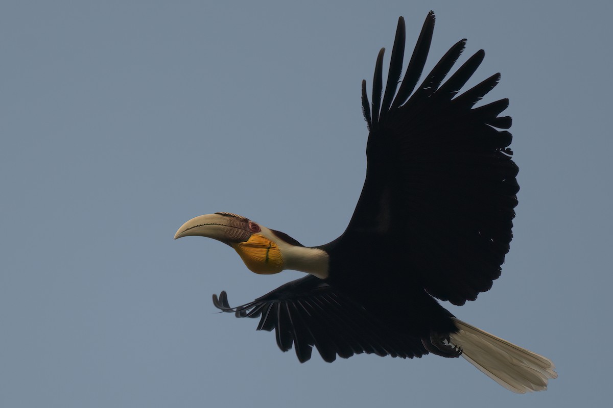 Wreathed Hornbill - ML617818341