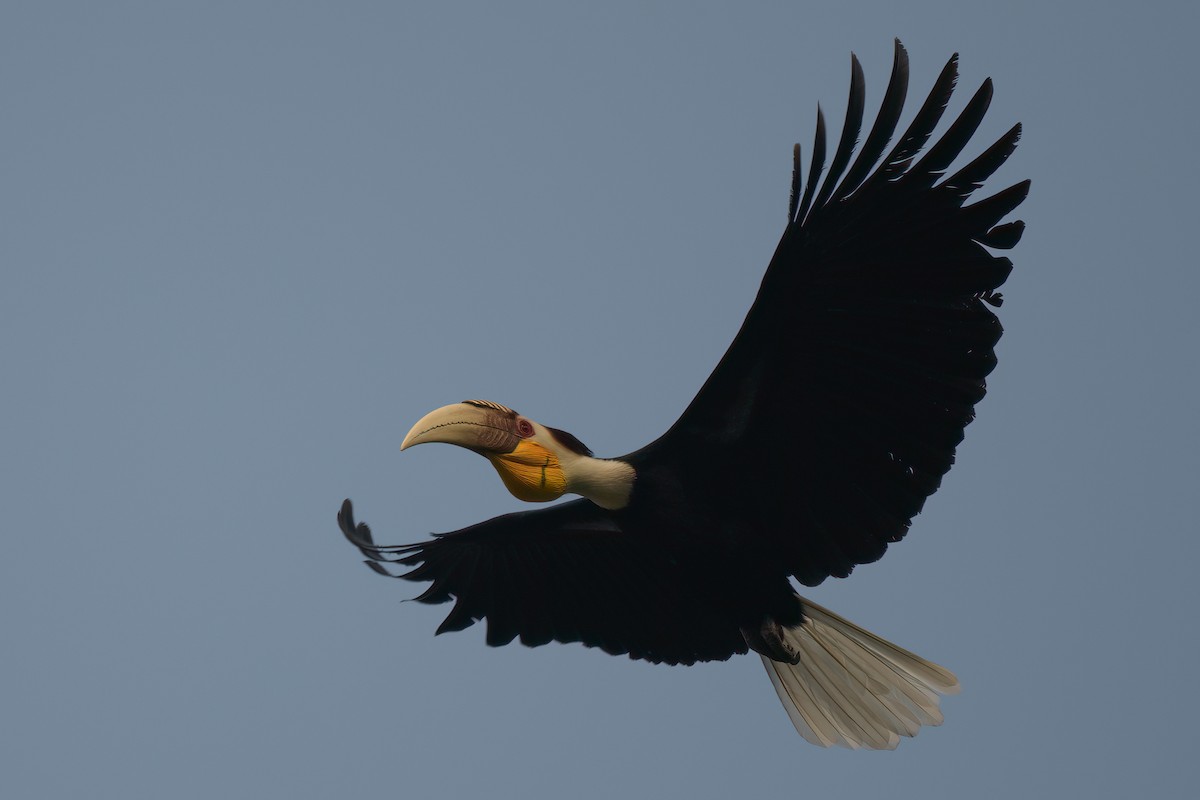 Wreathed Hornbill - ML617818342