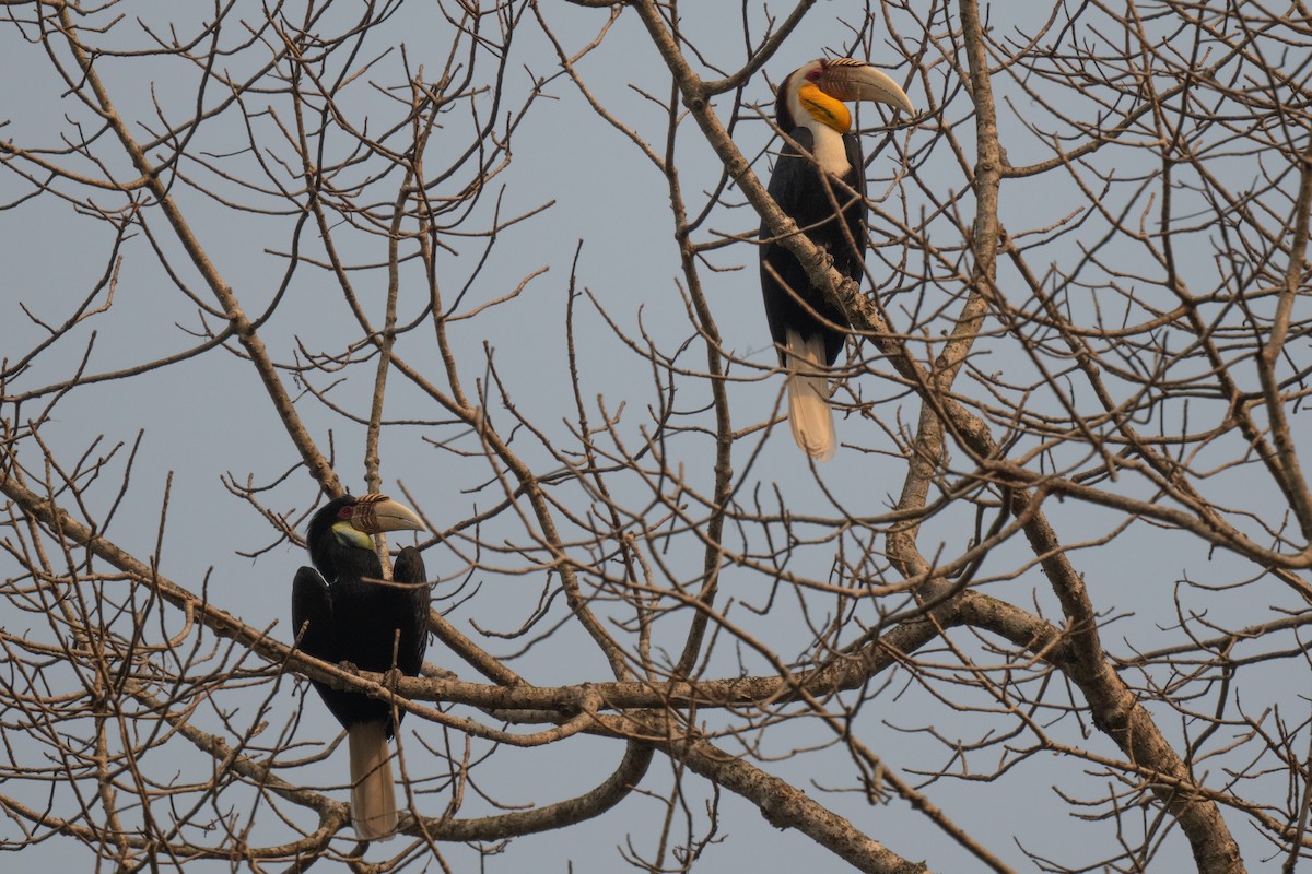 Wreathed Hornbill - ML617818343