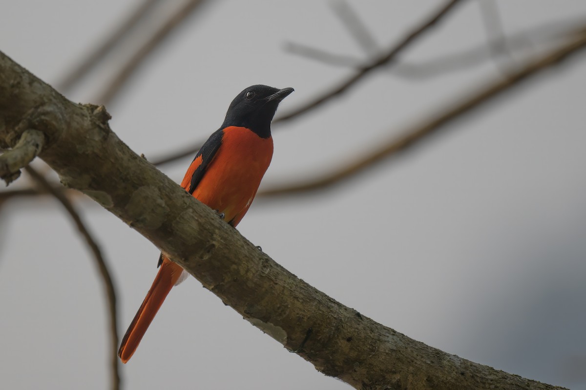 Scarlet Minivet - ML617818344