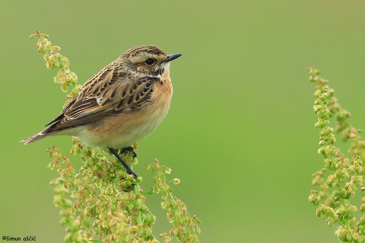 Whinchat - Šimun Aščić