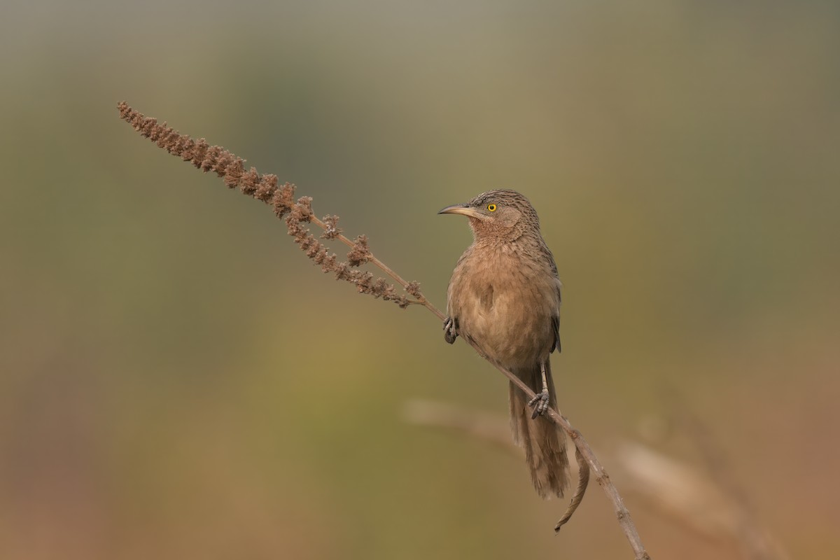 Striated Babbler - Adit  Jeyan