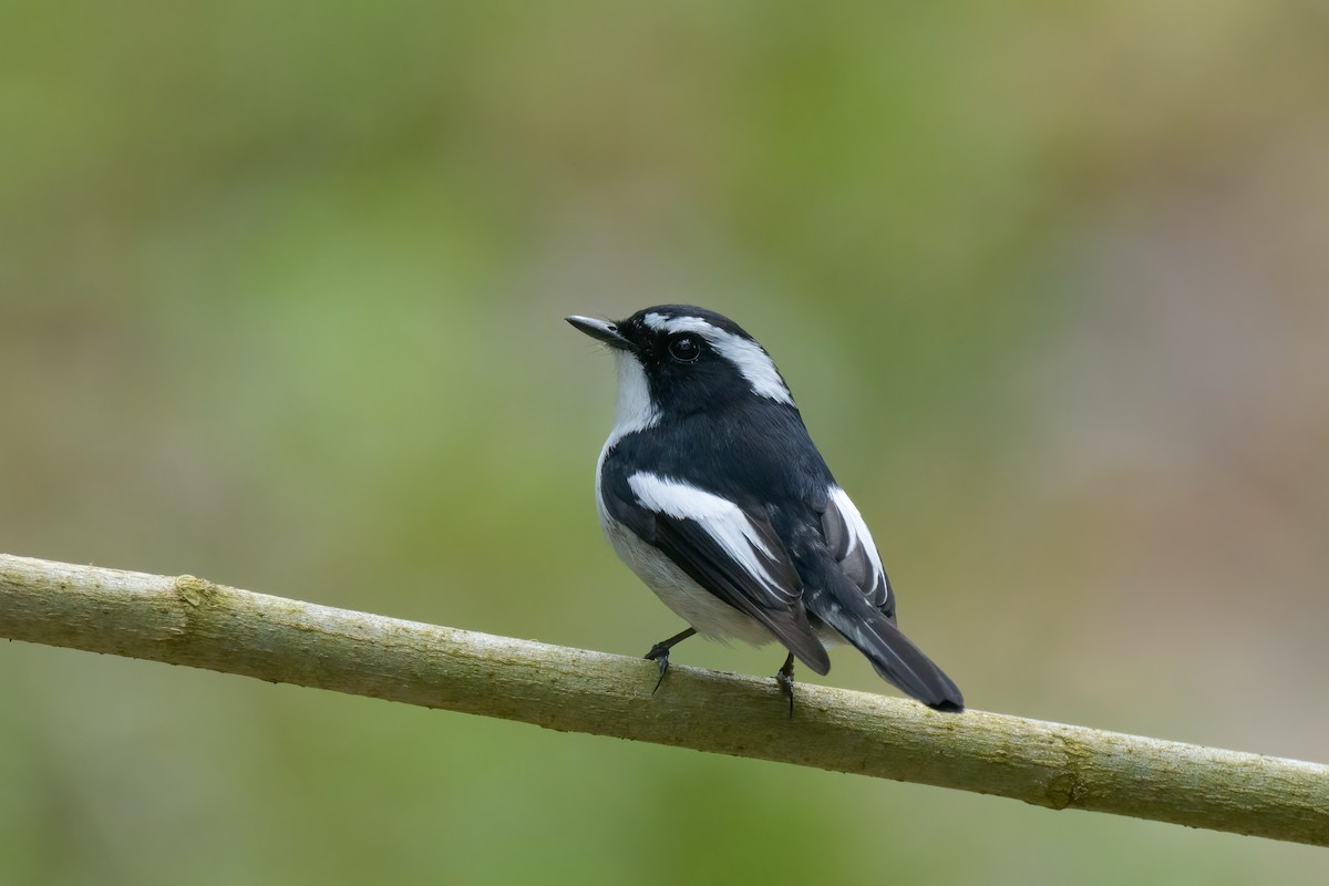 Little Pied Flycatcher - Adit  Jeyan
