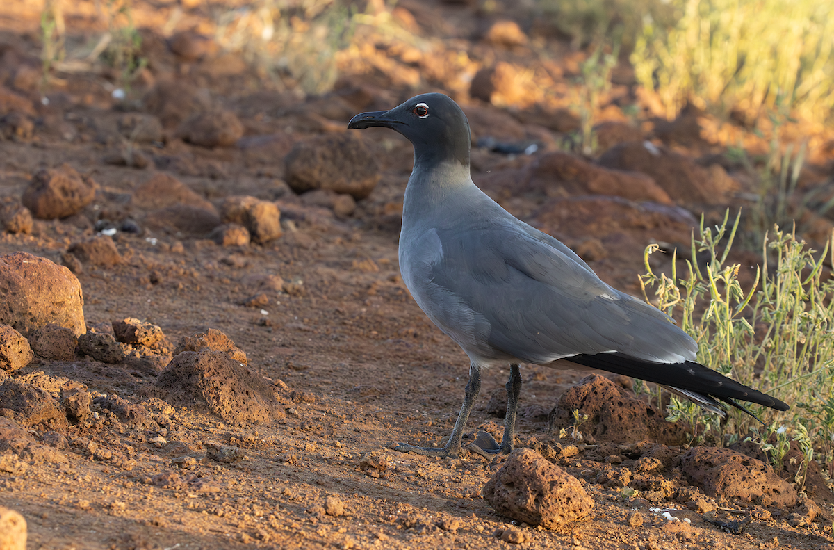 Mouette obscure - ML617818519