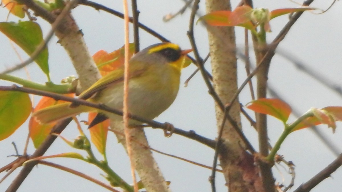 Black-faced Warbler - ML617818544