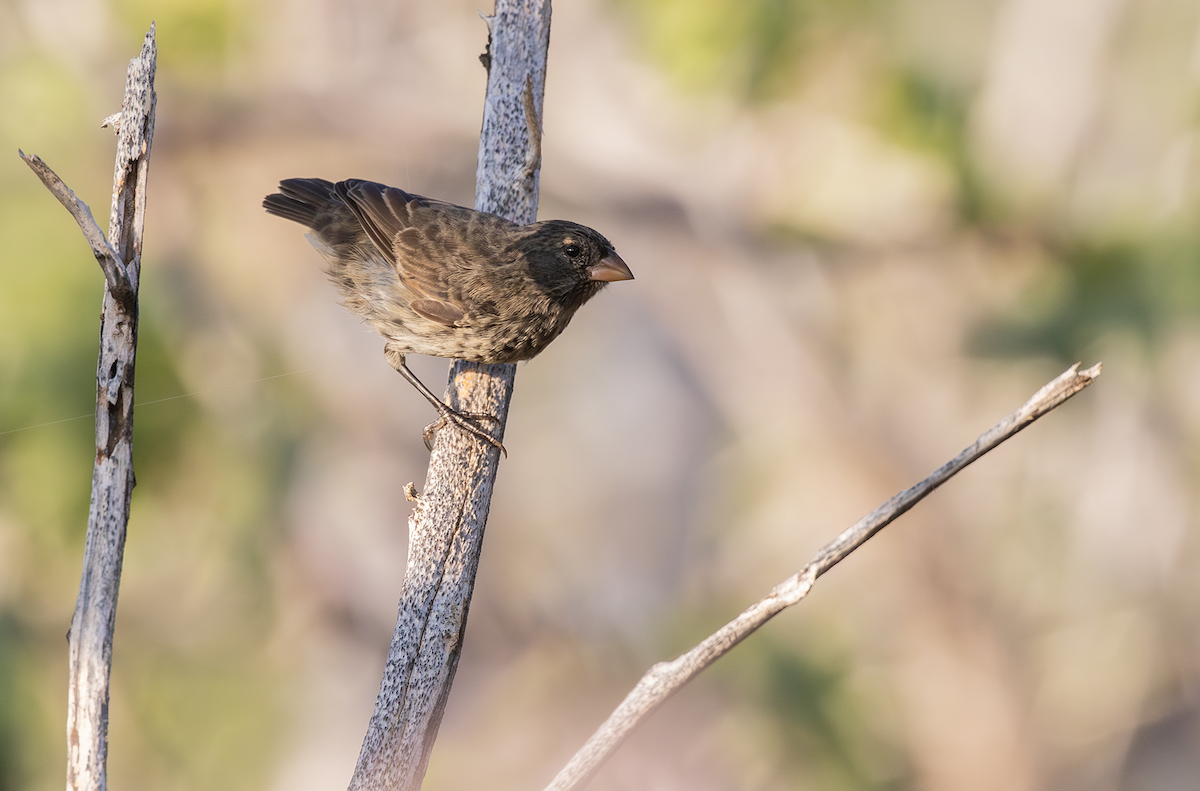 ML617818551 - Small Tree-Finch - Macaulay Library