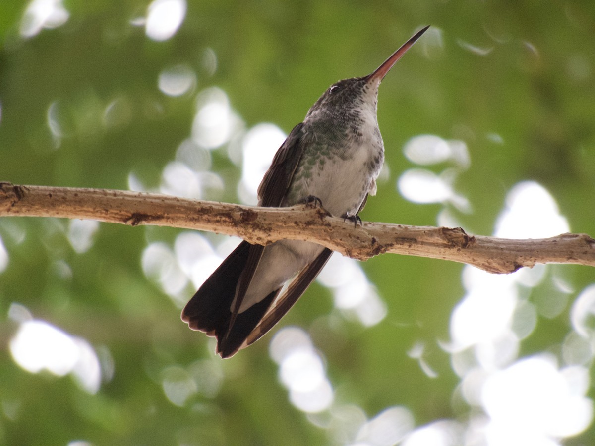 svartnebbkolibri - ML617818580