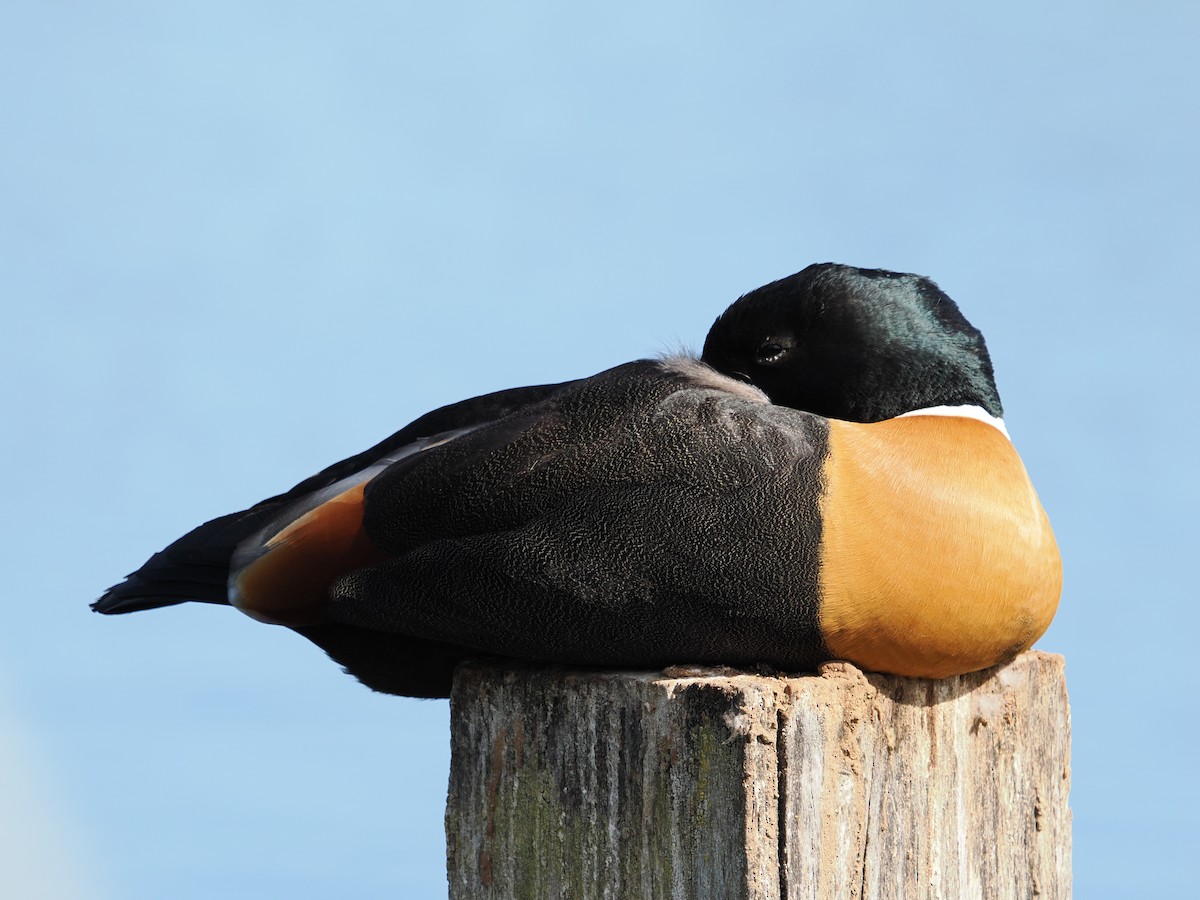 Australian Shelduck - ML617818591