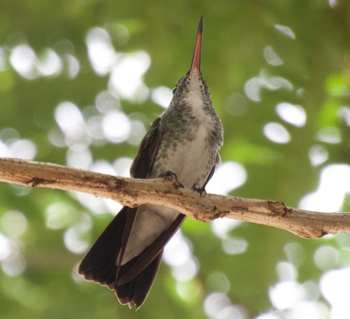 kolibřík běloprsý - ML617818592